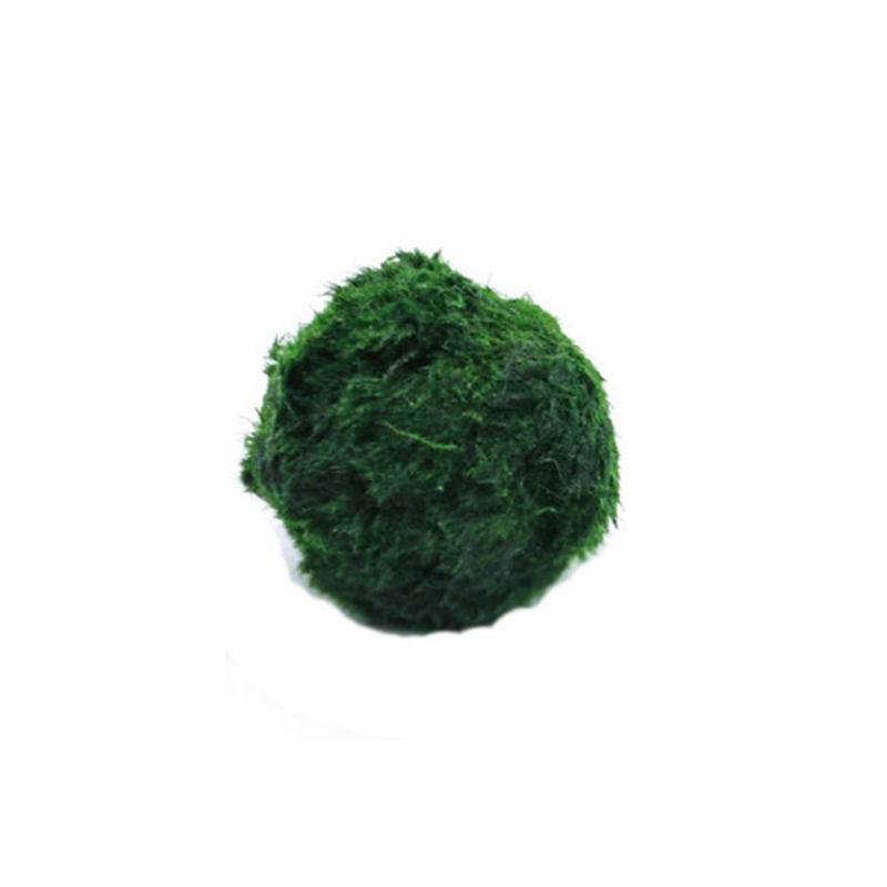 Marimo musgo bolas ao vivo aqu - Aquarium Fish Green avaliação e preço