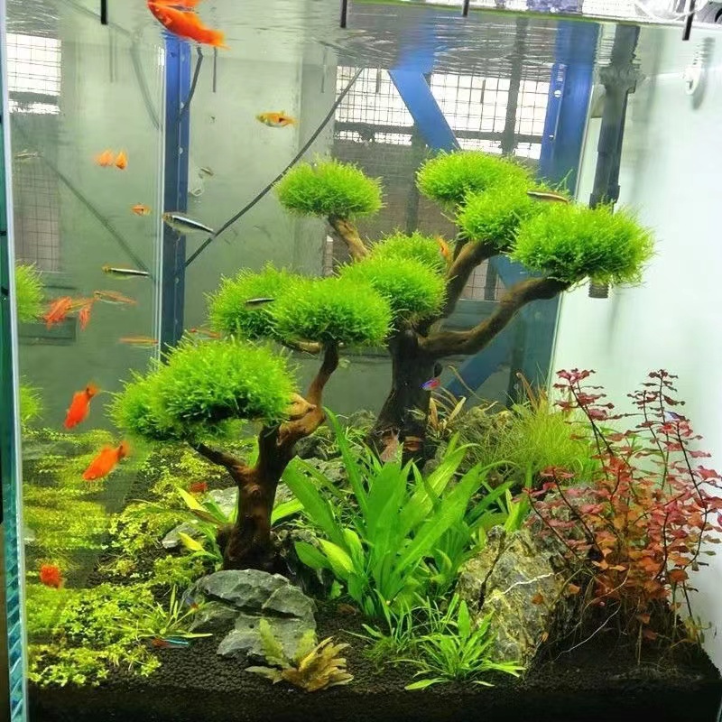 Quadro De Madeira Decorativa P - Aquarium Fish Green avaliação e preço